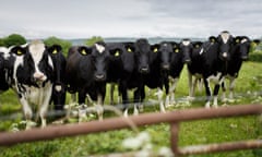 Cattle in pasture near Wedmore, Somerset. 