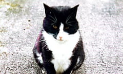 Val McDermid’s cat, Fatty