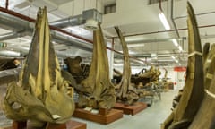 Specimens from Whales: Beneath the Surface at the Natural History Museum