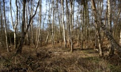 Silver birch trees