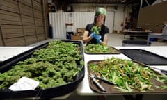 In this photo taken Tuesday, Jan. 13, 2015, Ashley Green trims a marijuana flower at the Pioneer Production and Processing marijuana growing facility in Arlington, Wash. Washingtons second-in-the-nation legal marijuana market opened last summer to a dearth of weed, with some stores periodically closed because they didnt have pot to sell and prices were through the roof. Six months later, the equation has flipped, bringing serious growing pains to the new industry. Prices are starting to come down in the states licensed pot shops, but due to a glut, growers are struggling to sell their marijuana. (AP Photo/Elaine Thompson)