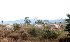 Cows among dry vegetation in Altamira, northern Brazil