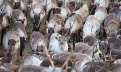 Close up of a group of reindeer in Swedish Lapland.