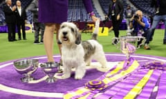 Buddy Holly, a petit basset griffon Vendéen, won best in show at the Westminster Kennel Club dog show Tuesday night