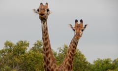 Giraffes, Mkhaya reserve, Eswatini
