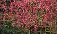 RHS Wisley Surrey Cherry Prunus mume Beni chidori<br>A0H6TN RHS Wisley Surrey Cherry Prunus mume Beni chidori