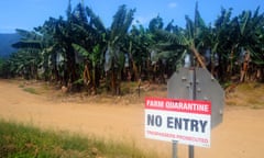 Banana plantations in biosecurity quarantine in north Queensland, Australia