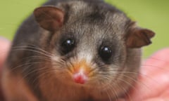 This undated handout photo received from Zoos Australia on May 4, 2015 shows an Australian Mountain Pygmy-possum (Burramys parvus), an unusual creature thought extinct until 1966 at the Healesville Sanctuary in the state of Victoria. Australia announced on May 4, 2015 that it will send a fine woollen blanket embroidered with yellow flowers to Britain’s new princess, but the royal baby will also be honoured with a more unusual gift -- support for the rare possum in which the Australian government will also donate Aus$10,000 (US$7,826) to the Victorian state wildlife sanctuary to support the important work it is doing for the Mountain Pygmy-possum. AFP PHOTO / ZOOS VICTORIA ---EDITORS NOTE--- RESTRICTED TO EDITORIAL USE - MANDATORY CREDIT “AFP PHOTO / ZOOS VICTORIA” - NO MARKETING NO ADVERTISING CAMPAIGNS - DISTRIBUTED AS A SERVICE TO CLIENTS - NO ARCHIVESZOOS VICTORIA/AFP/Getty Images
