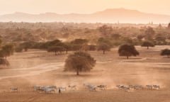 Cattle drive, Bagan, Myanmar