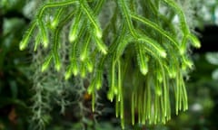 Huperzia squarrosa ferns in the garden