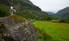Herdwick sheep which have jumped over drystone walls in the Borrowdale valley in the Lake District.
