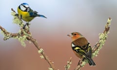 Blue tit and Chaffinch on twig