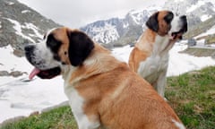 St Bernard dogs