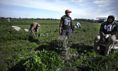 Picking parsley in Colona Muñiz.