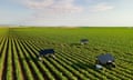 A large grassy field with three robotic weedkillers moving through openings