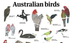 Australian birds poster for Guardian/BirdLife Australia bird of the year poll 2021.