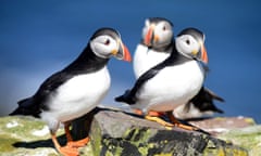 Puffins on Farne Island