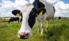 A cow at a dairy farm in Cornwall.