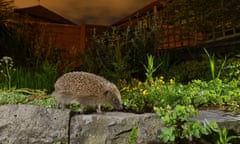 A hedgehog in an urban garden in Manchester. Photograph: Whittaker Geo/Alamy