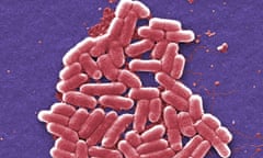 E coli bacteria