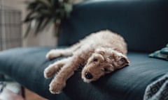 A young goldendoodle resting on a sofa and looking at the camera