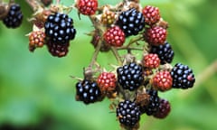 blackberries