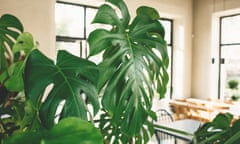 A monstera plant growing indoors