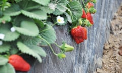 Strawberries growing