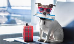 A dog waiting in an airline lounge