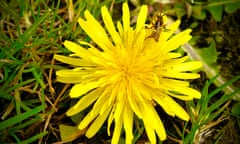 A bee on a dandelion