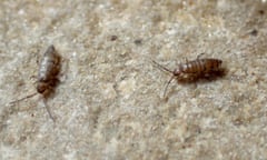 Two springtails on a stone paving slab