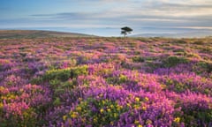 Heather and Gorse Bloom on the Quantock Hills looking towards the Bristol Channel - Somerset - England<br>BWB181 Heather and Gorse Bloom on the Quantock Hills looking towards the Bristol Channel - Somerset - England