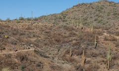 A runner passes saguaro that were burned in a wildland fire in early 2020 in Cave Creek, Arizona.