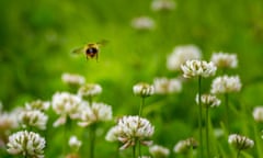 Early bumblebee (bombus pratorum) hovering over clover, Yorkshire, UK<br>Early bumblebee (bombus pratorum) hovering over clover, Yorkshire, UK, 21st June 2016