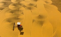 pounded wheat field<br>wheat spread on the ground