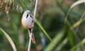 A male bearded tit