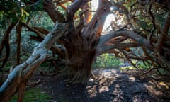 Ancient yew trees in Kingley Vale, West Sussex.