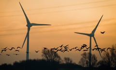 Grey geese in Lower Saxony