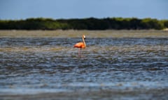 A pink flamingo in Yucatan, Mexico.