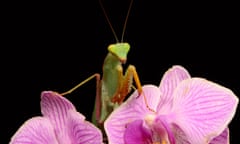 African Lined Mantis