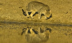 A feral cat drinks at a pond in Mungo national park, NSW.