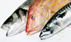 Sea Bass, Red Snapper  Mackerel