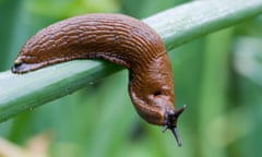 Spanish slug sitting on an onion