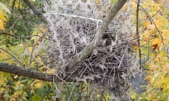 Bird's nest made from anti-bird spikes