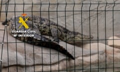 One of the Nile crocodiles seized by the Seprona division of the Guardia Civil