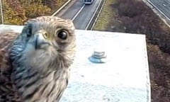 A kestrel took a shine to a Highways England CCTV camera on junction 11a of the M5 in Gloucestershire.