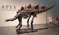 A Stegosaurus skeleton on display, with a man leaning in to photograph it