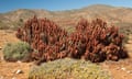 Pearson’s aloe growing on a hillside