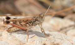 Moroccan locust
