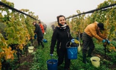 Harvesting grapes at Kullabergs Vingård, Sweden